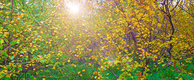 bushes in the sunlight, Iceland