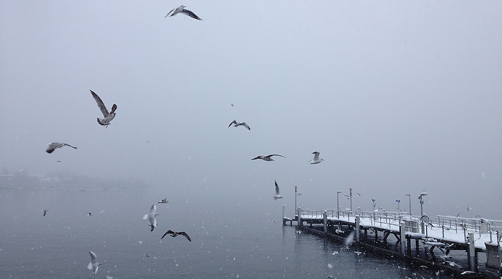 seagulls Zurich