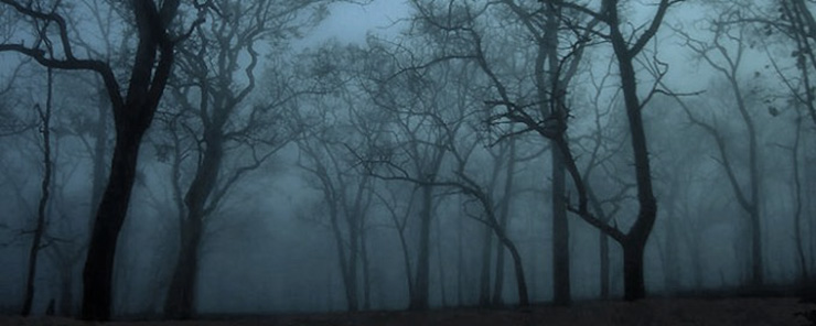 Wald im Nebel im Zwielicht