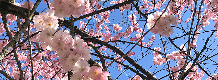 Kirschblüten in Rosa