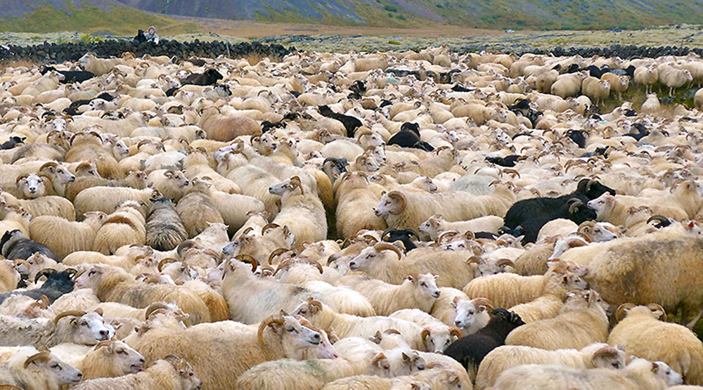 sheep gahtering, Iceland